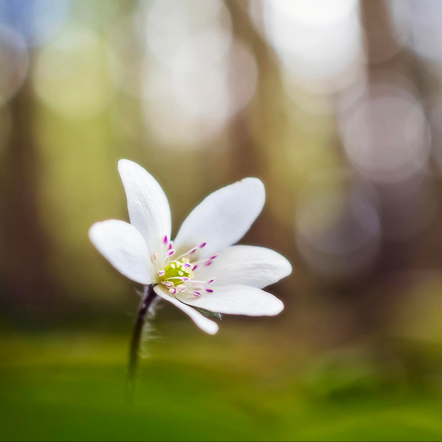 30mm Macro Prime Lens with f/3.5 Aperture & High-Precision Close-Up Optics